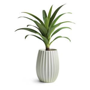 Ceramic Planter